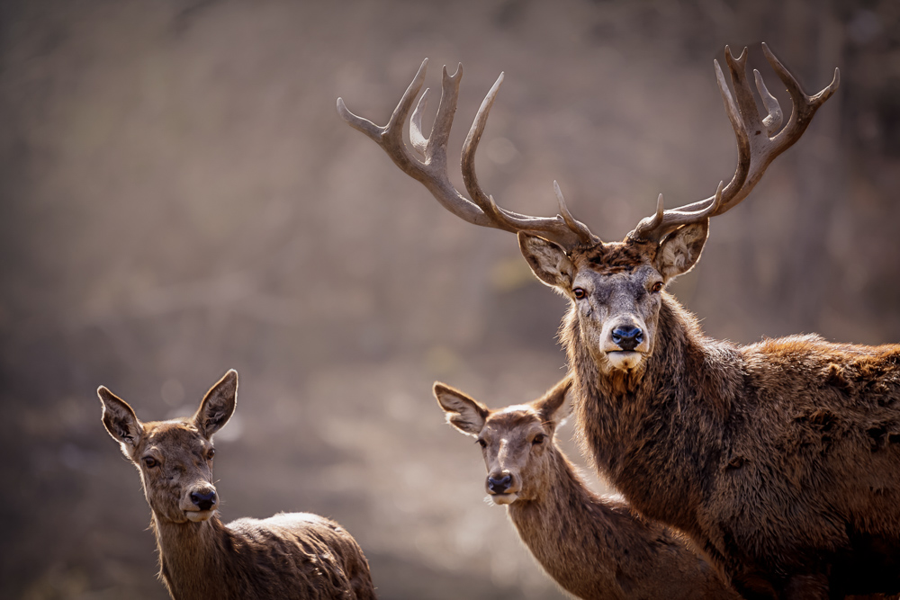 Platz 5 Anton Kienle